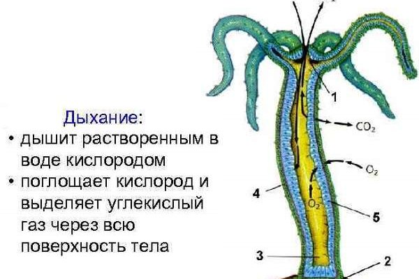 Оригинальный сайт кракен